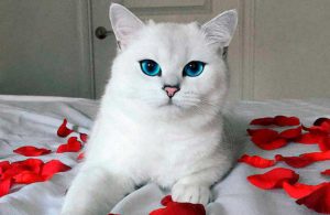 Самые голубые глаза